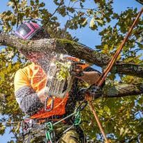 Arborist using a chainsaw on a tree branch, wearing safety gear in a sunny setting.