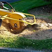 Yellow stump grinder, grinding a tree stump in a grassy area.