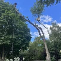 Tree trimming: Arborist in a lift removing branches from a tall tree on a sunny day.