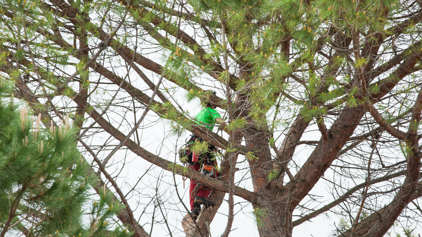 Stump grinder in action, cutting into a tree stump. Orange, metal machine, with red handle. Wood chips flying.