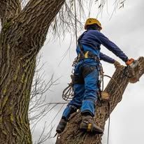 Arborist in blue jumpsuit and yellow helmet, trimming a tree branch with a chainsaw.