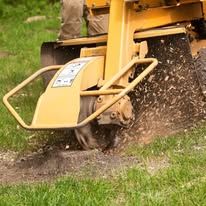 Yellow stump grinder in action, grinding a tree stump into wood chips on green grass.