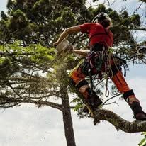Arborist in orange overalls using a chainsaw on a tree branch, working outdoors.