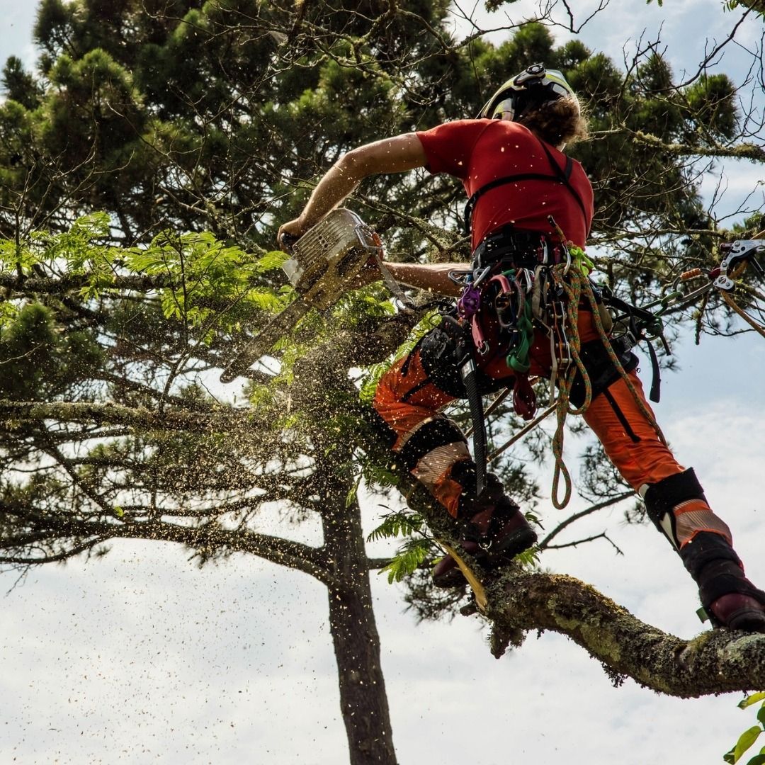 Man in apron and gloves pruning a tree with red and black loppers outdoors.