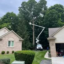 A cherry picker trimming a tall tree next to a house. Green grass and trees surround.
