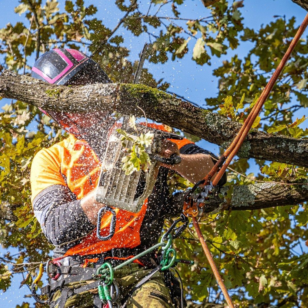 Man in apron prunes tree branches with red loppers outdoors.