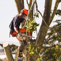 Arborist in safety gear uses a chainsaw, cutting branches from a tall tree.