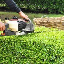 Person using a hedge trimmer to cut a green hedge outdoors.