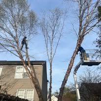 Two workers trimming trees near a building. One in a lift, one on a branch.