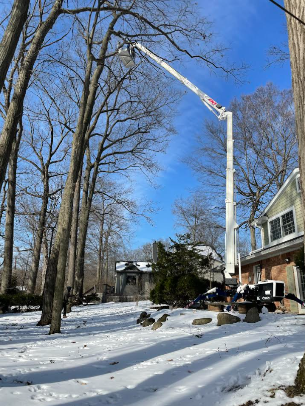 Arborist using a chainsaw on a tree branch, wearing safety gear in a sunny setting.