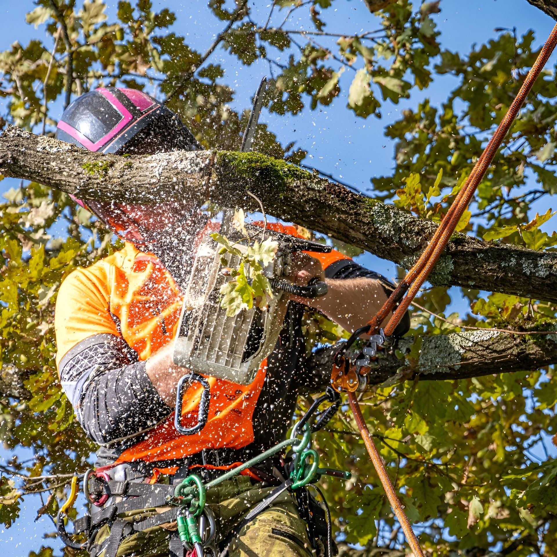 Arborist cutting a tree branch with a chainsaw, wearing safety gear, outdoors in sunlight.
