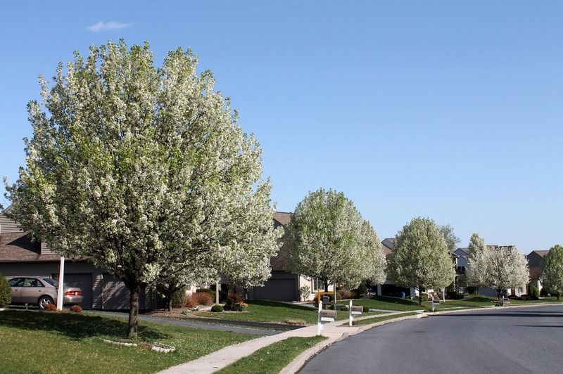 Symmetrical orange tree with fallen leaves on grass, set against a blue sky.