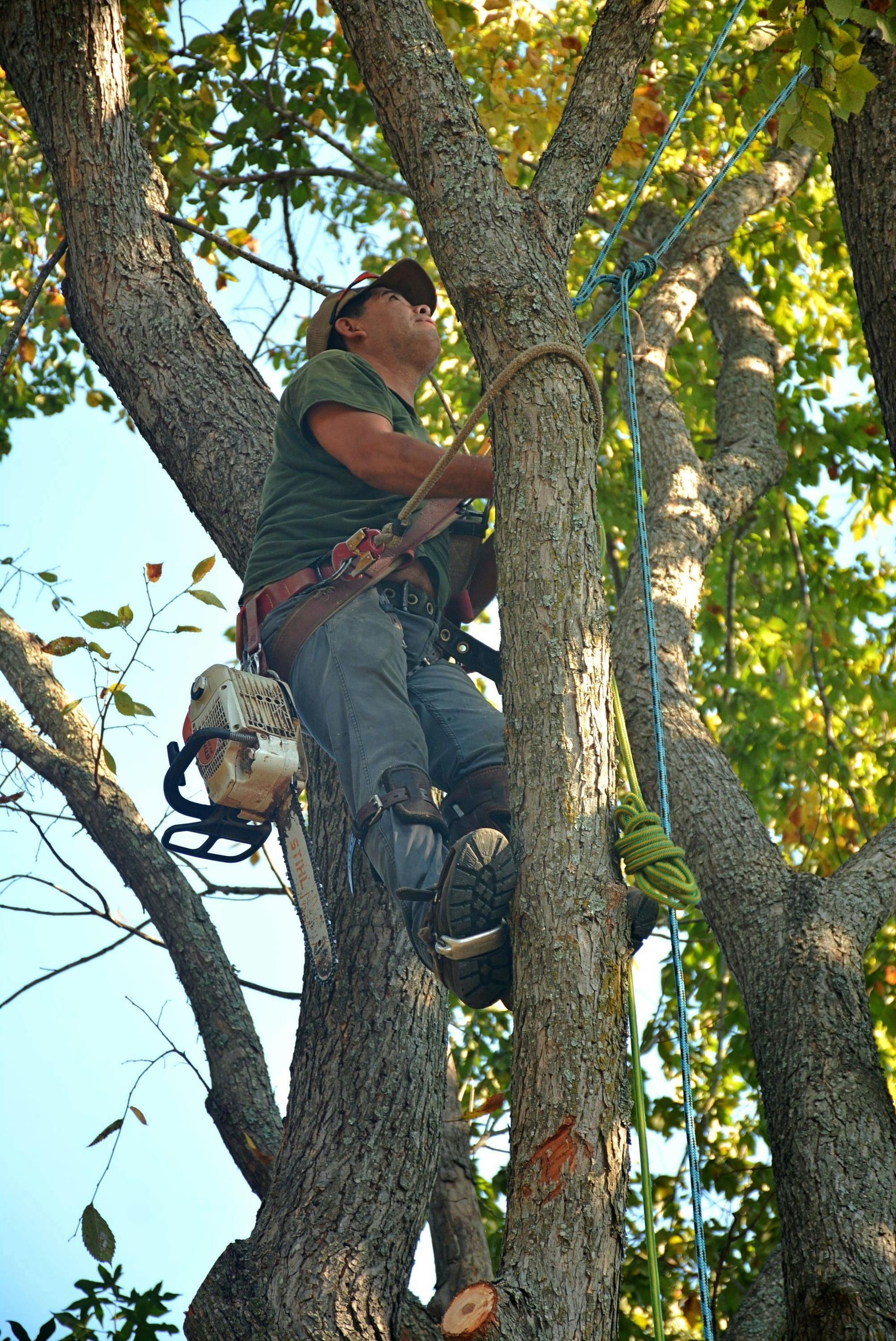 Tree trimmer in a safety harness climbing a leafy tree with pruning equipment.