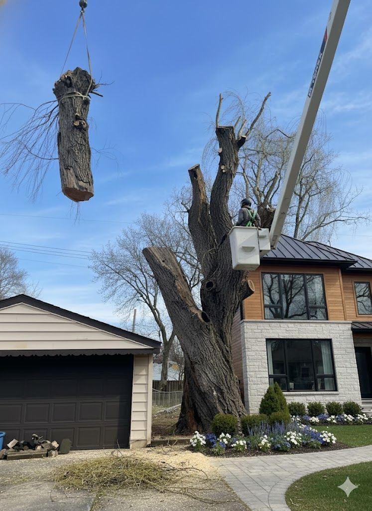 Arborist in a tree, using a chainsaw. Wearing safety gear; cutting a branch with leaves. Outdoors.