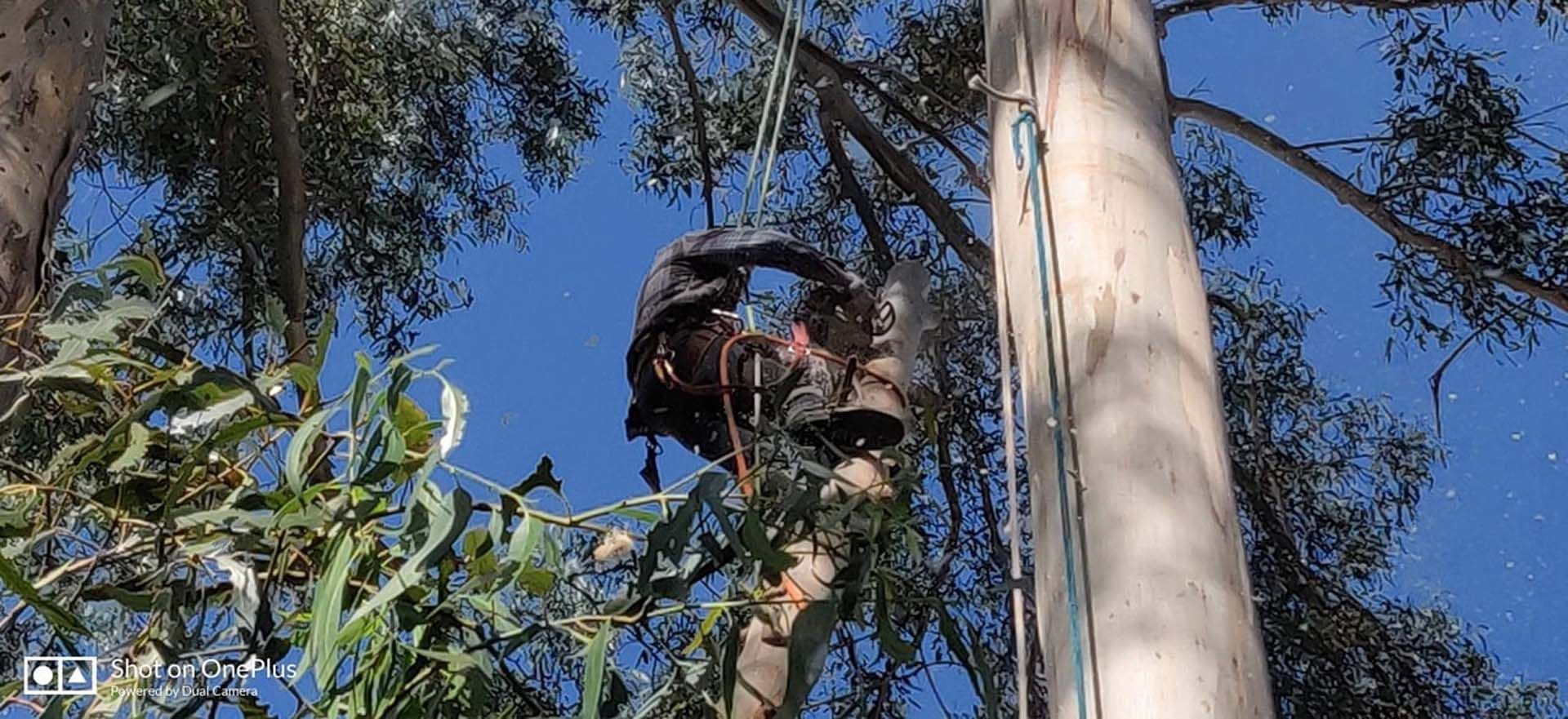 A man is climbing a tree with a helmet on his head.