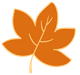 Orange maple leaf with light orange outlines.
