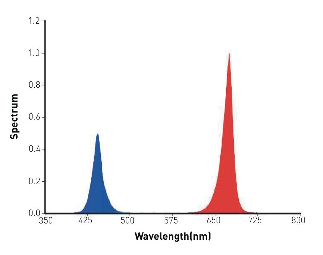 efinity SUPERSTAR SERIES INDOOR LED - Bloom