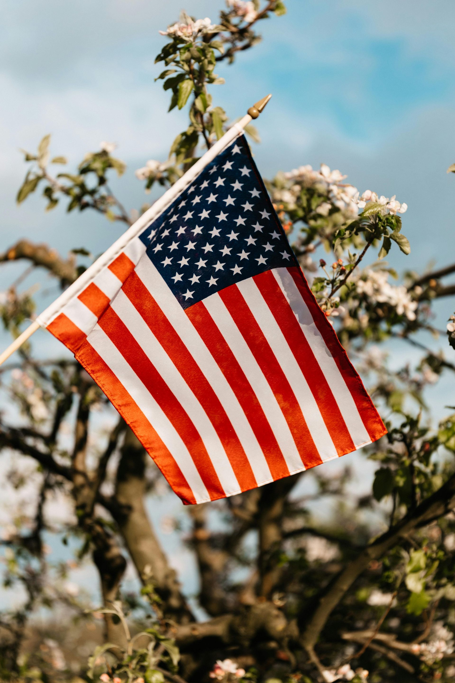 American flag waving, against a flowering tree, with blue sky visible.