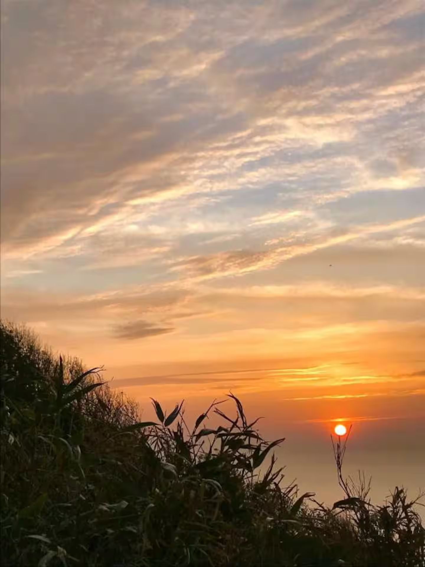 Un coucher de soleil sur un plan d'eau avec des arbres au premier plan.