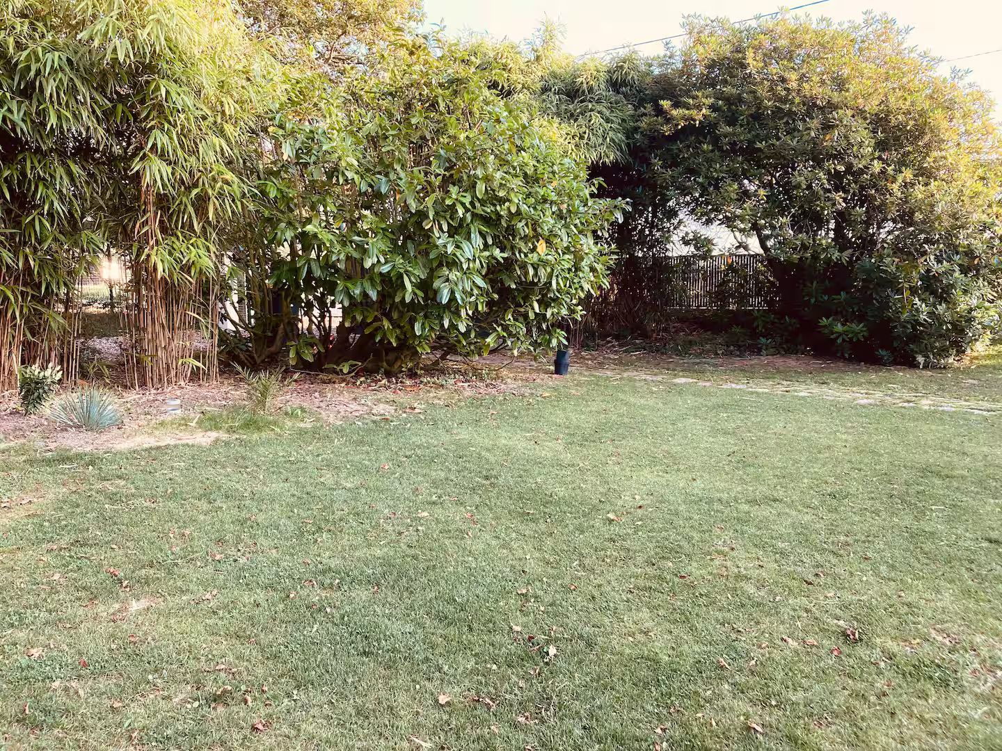 Un grand champ verdoyant entouré d'arbres et de buissons.