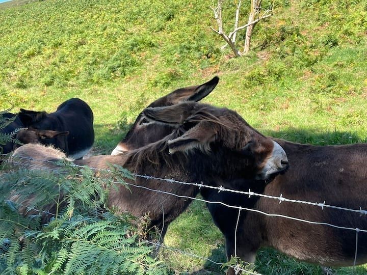 Trois ânes bruns près d'une clôture de barbelés dans un champ herbeux, l'un d'eux frotte son museau contre celui d'un autre.