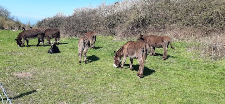 Des ânes paissent dans un champ herbeux par une journée ensoleillée.