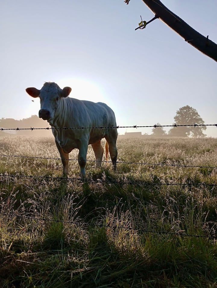 Une vache blanche se tient dans un champ derrière une clôture de barbelés, avec un lever de soleil brumeux en arrière-plan.