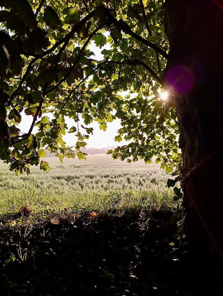 Le soleil filtre à travers les feuilles des arbres, donnant sur un champ.