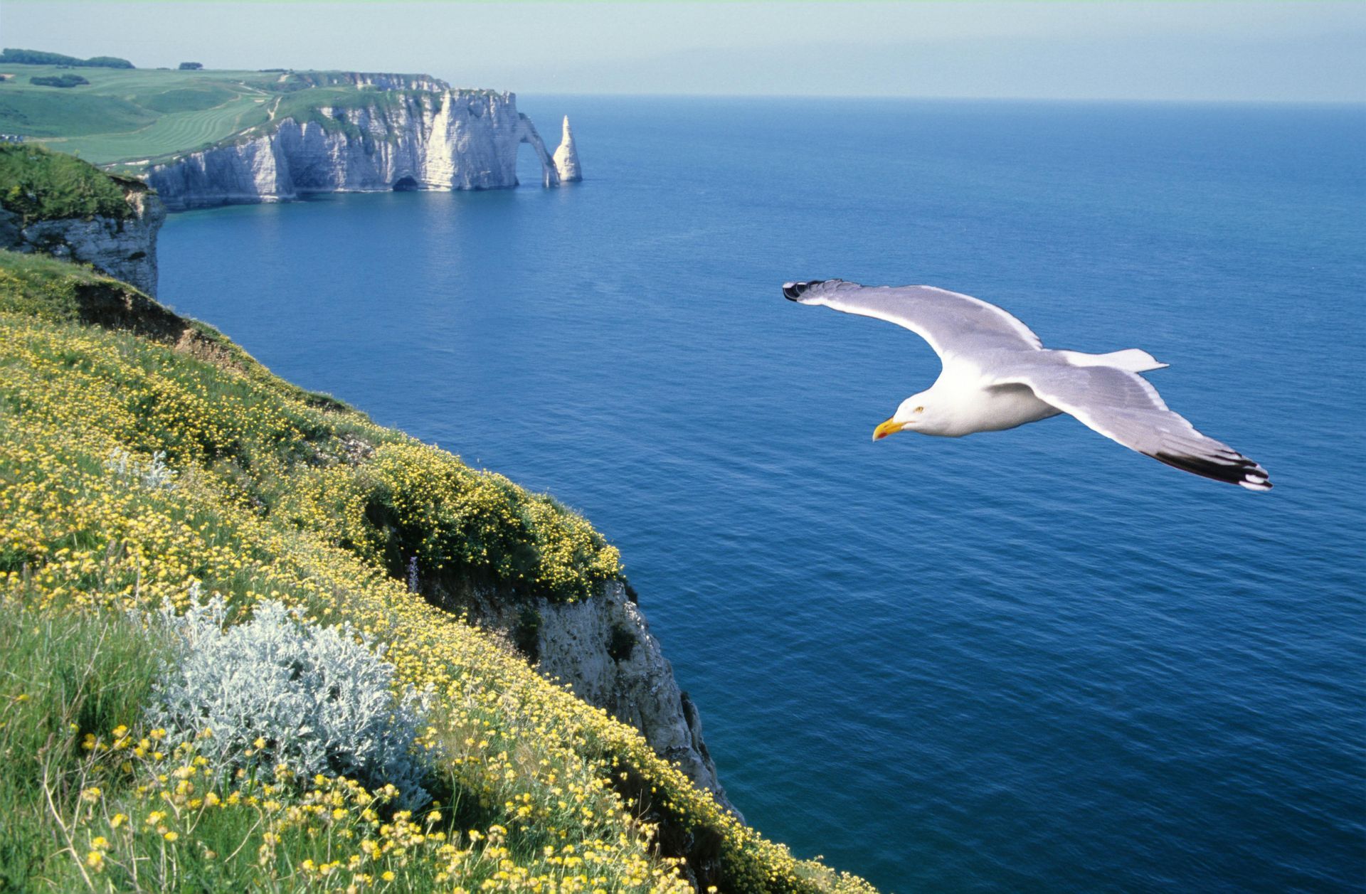 Vue sur les falaises avec un goeland pour signifier l'accès à la partie du site des biens prestige