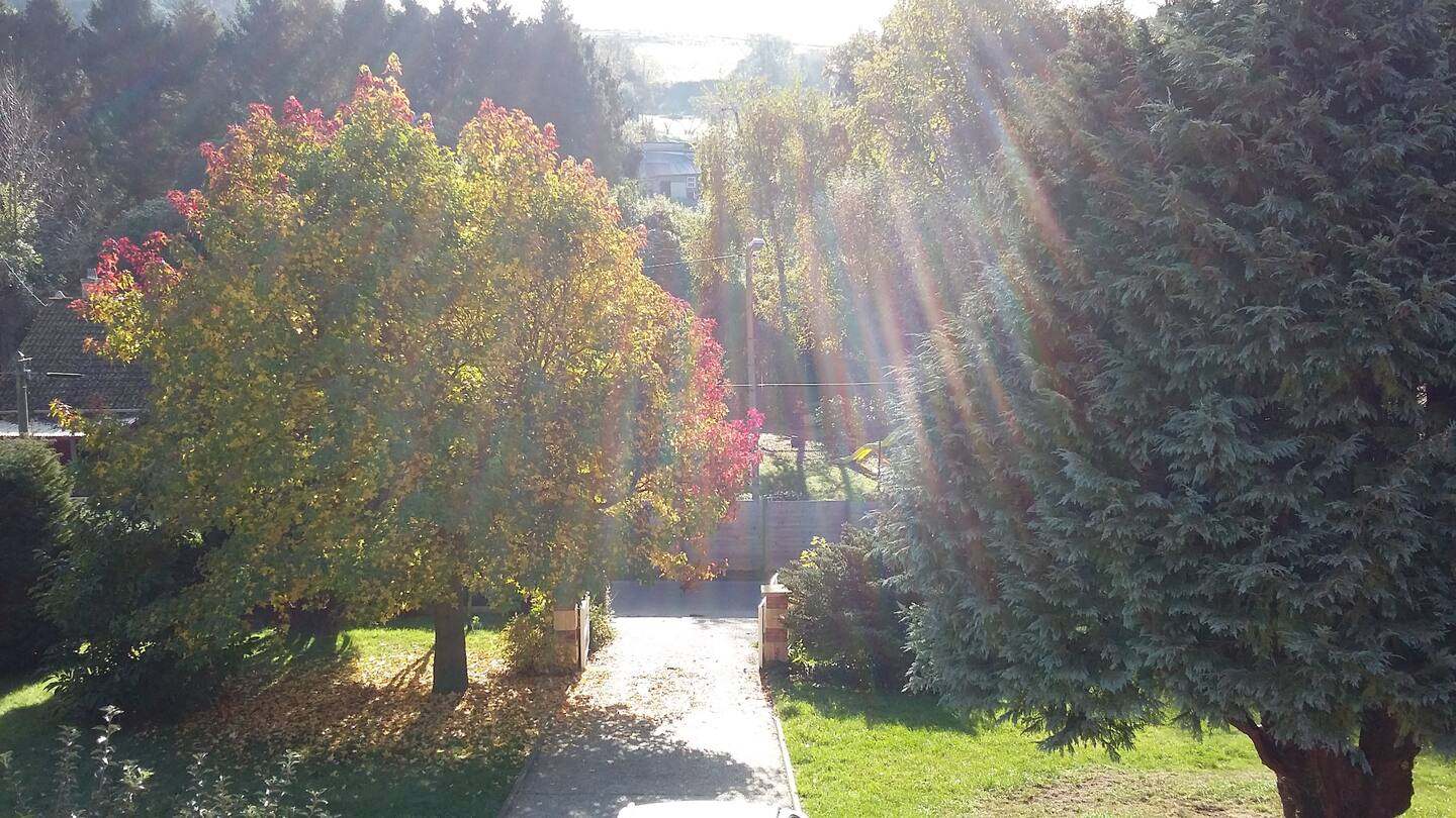 Le soleil brille à travers les arbres du parc
