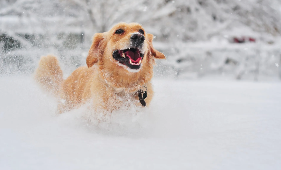 A golden retriever is running through the snow.