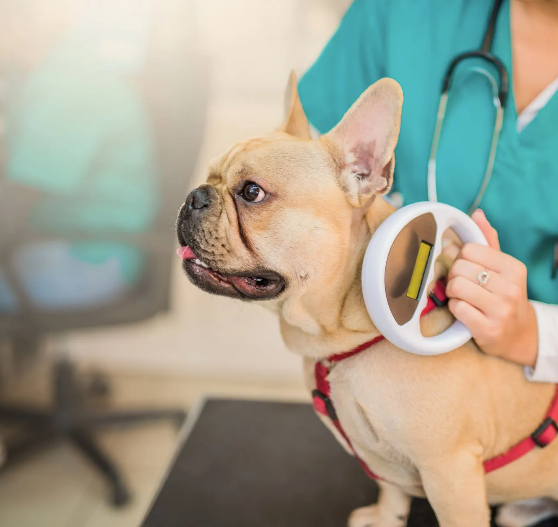 A french bulldog is being examined by a veterinarian.