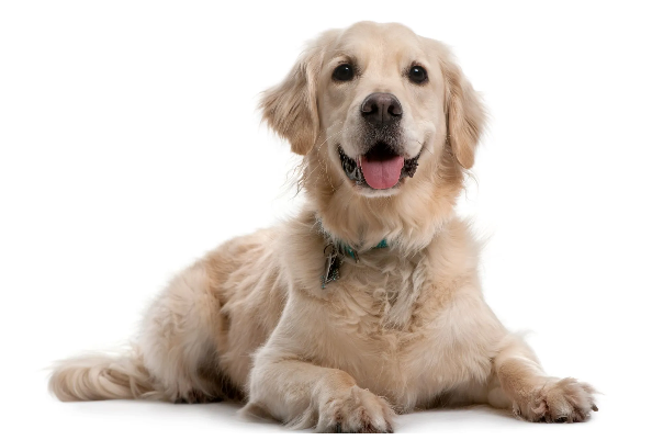 A golden retriever puppy is laying down with its tongue hanging out on a white background.