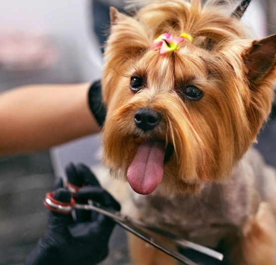 A person is cutting a small dog 's hair with scissors