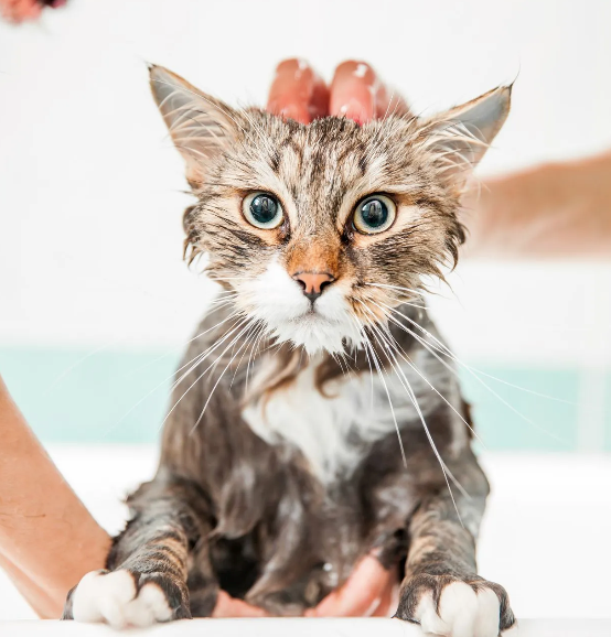 A wet cat is being held by a person