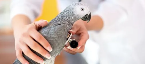 A person is holding a gray parrot in their hands.