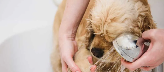 A person is washing a dog in a bathtub with a shower head.