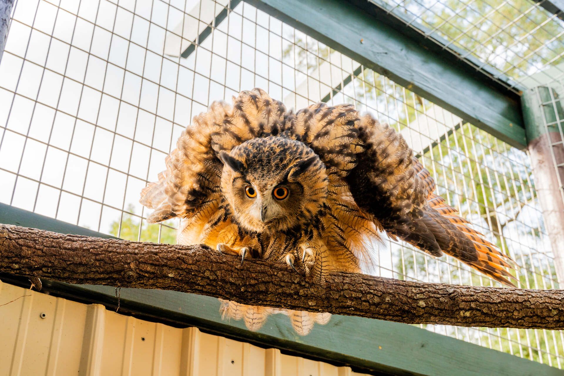 Animal Encounters & Feeding | Bee City Zoo | Cottageville, SC