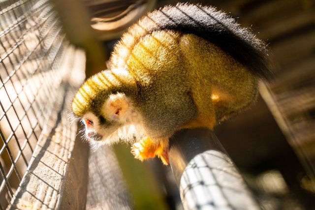 Bee City Zoo & Honey Bee Farm photo 24