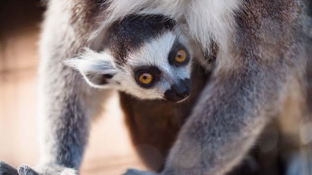 Bee City Zoo & Honey Bee Farm photo 6