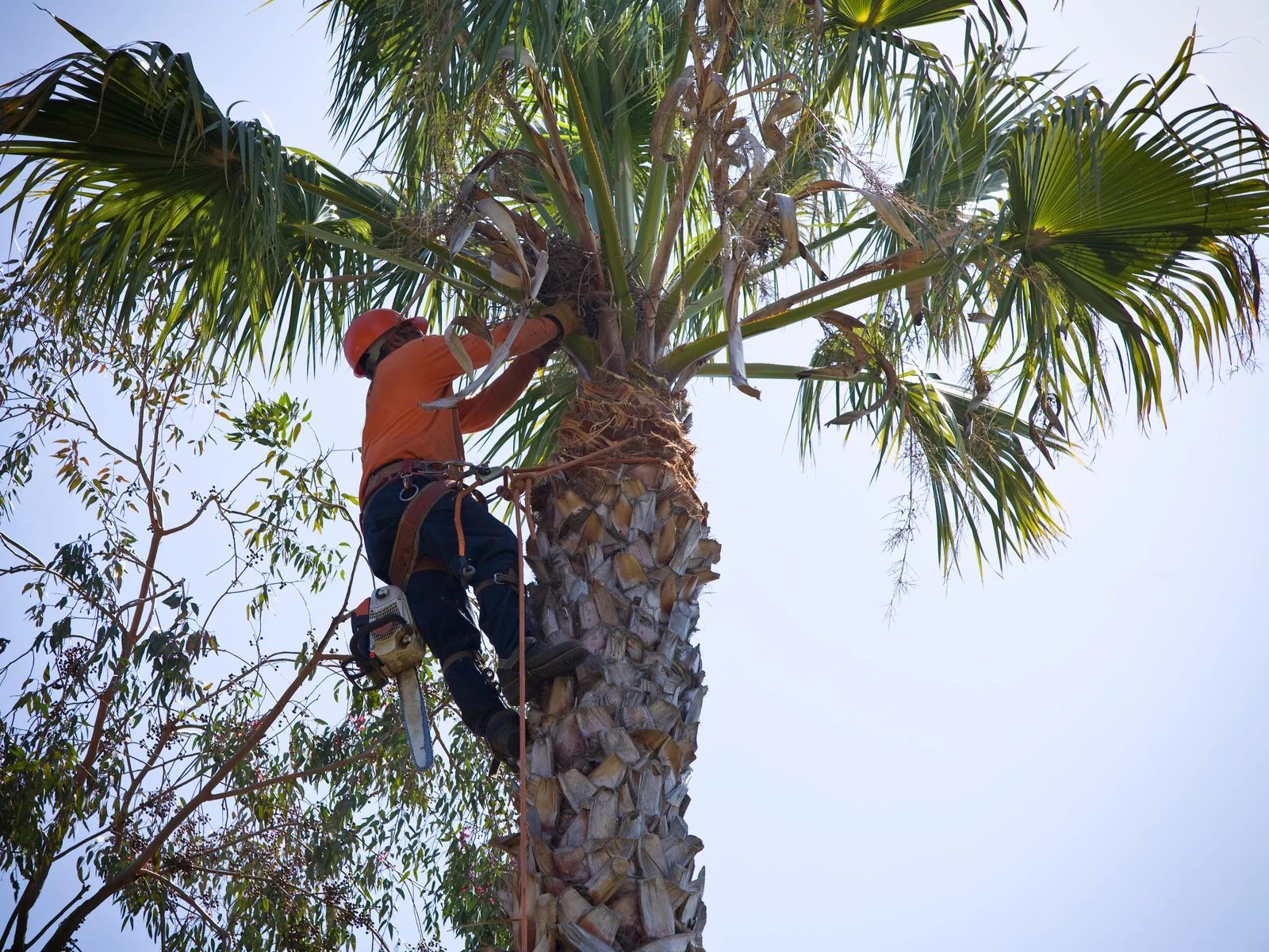 Arborist in orange shirt and helmet trims palm tree with a chainsaw, secured by a rope.