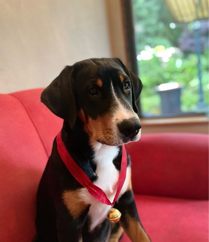 ein schwarz-weißer hund sitzt auf einem roten sofa