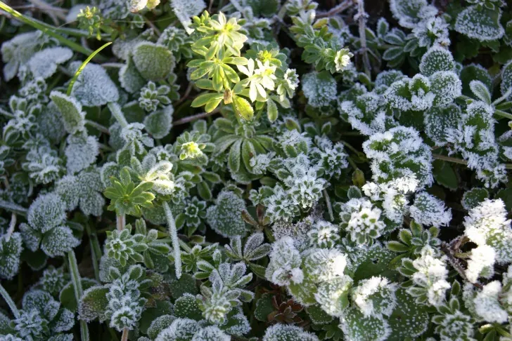 Frost-covered green plants in sunlight; a close-up shot.