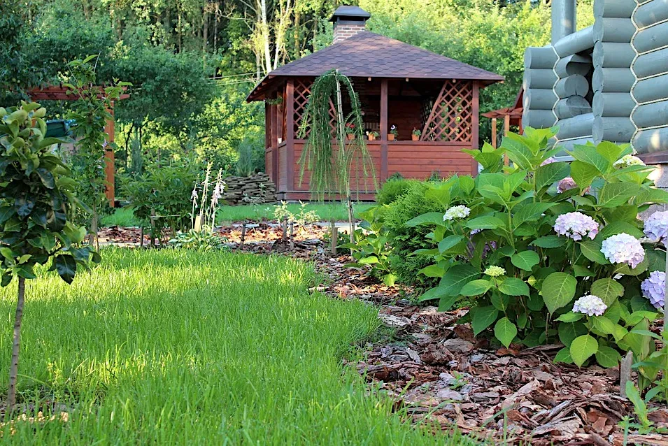 Lush green lawn with a gazebo, wooden home, and colorful hydrangeas in a sunlit garden.