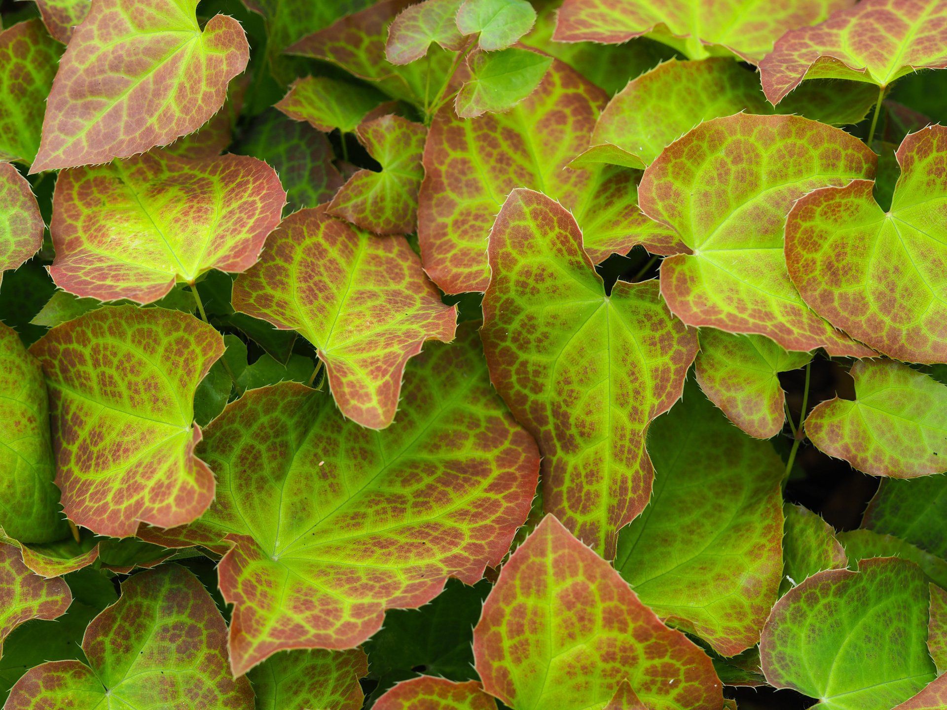 close up of Barrenwort plant