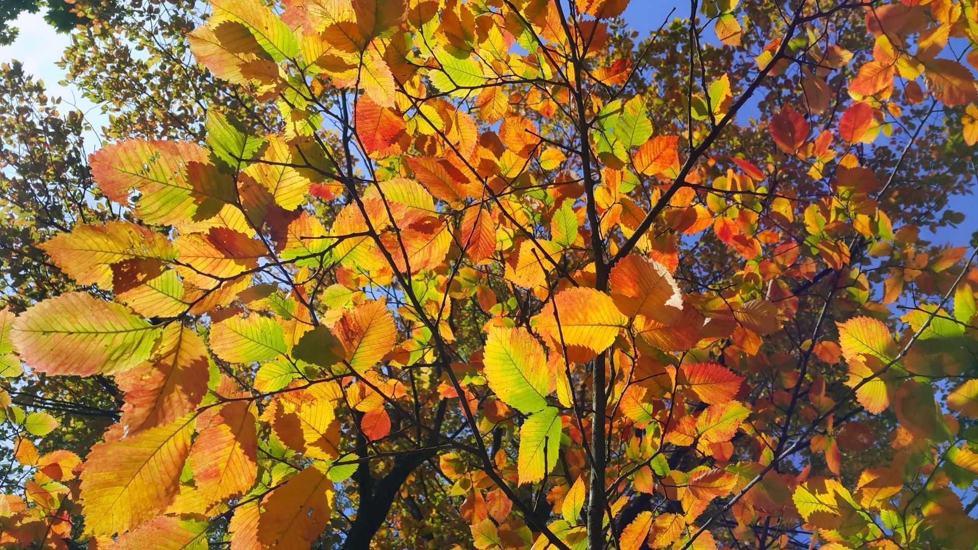 fall tree leaves from below