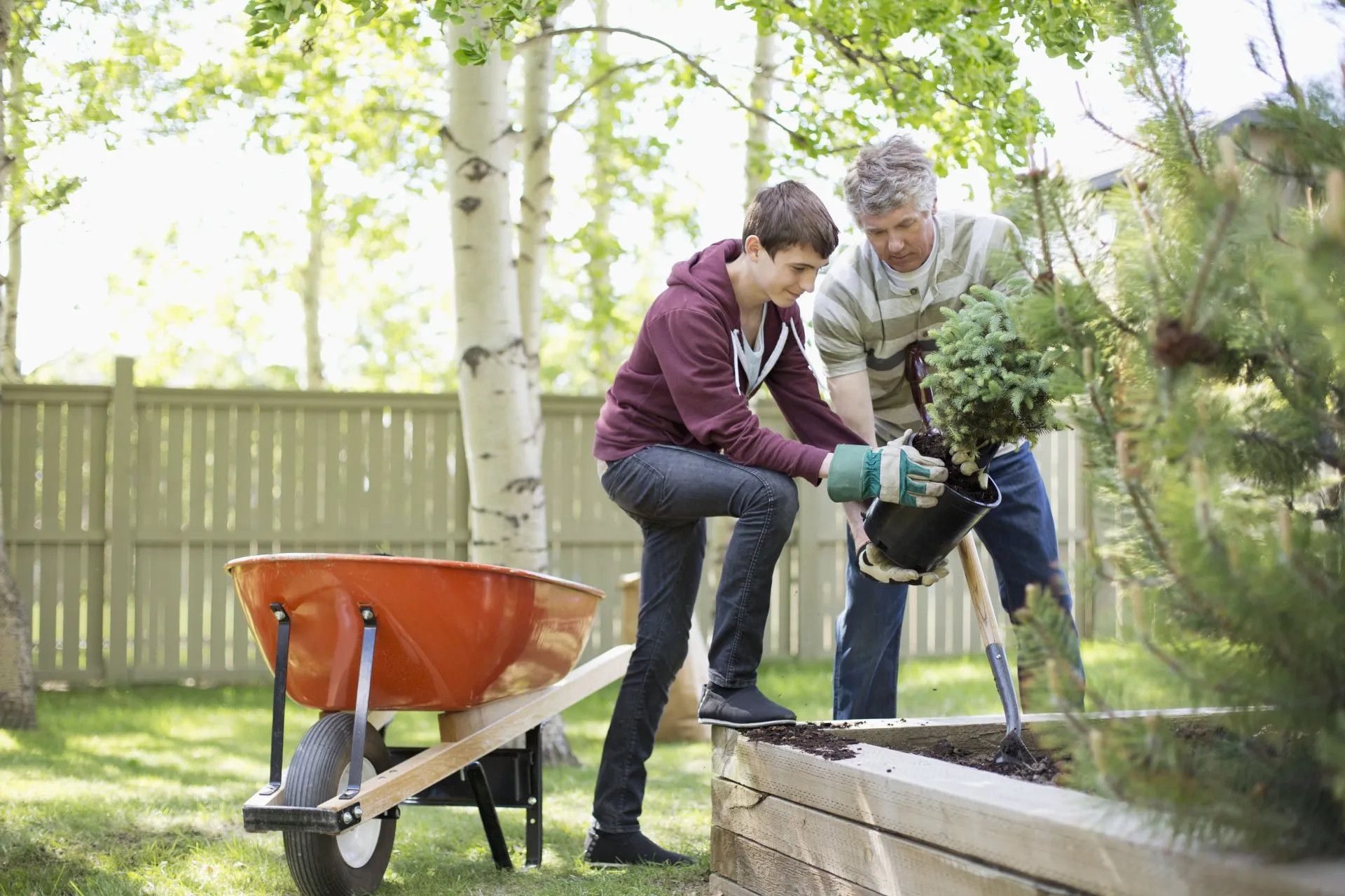 father and son planting in backyard