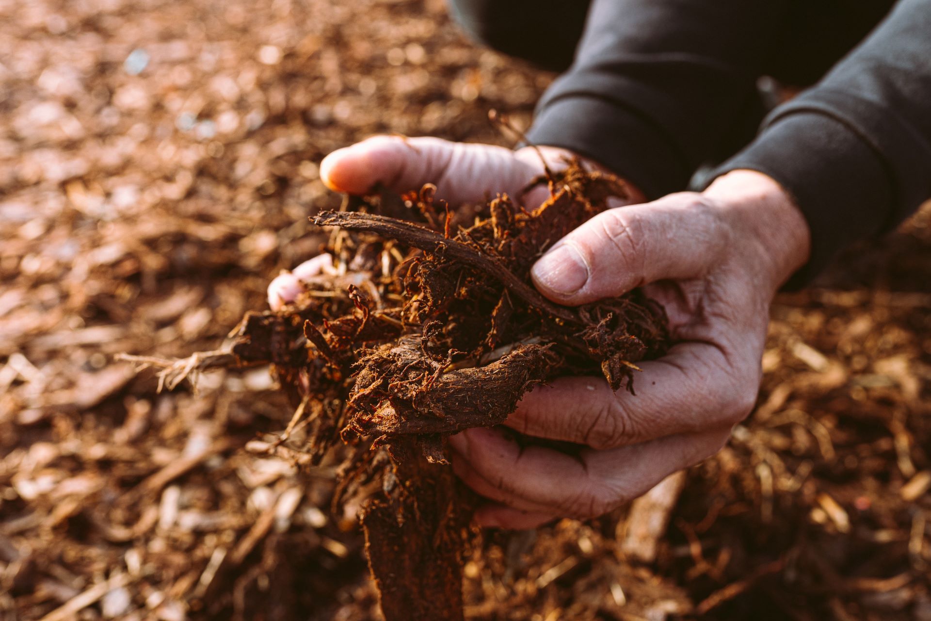 Hands of male gardener holding wood chips mulch closeup