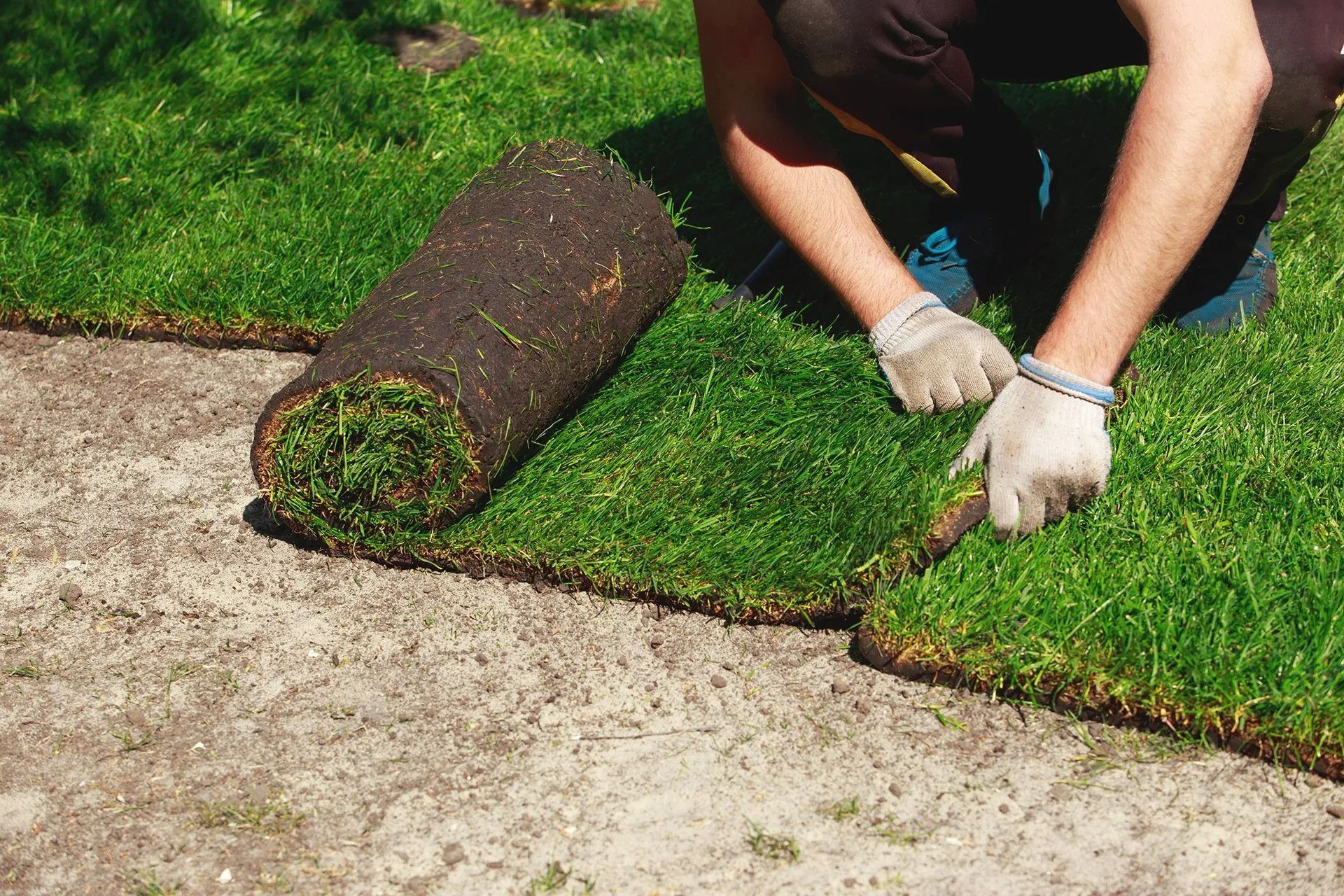 landscaper installing sod and unrolling it into yard