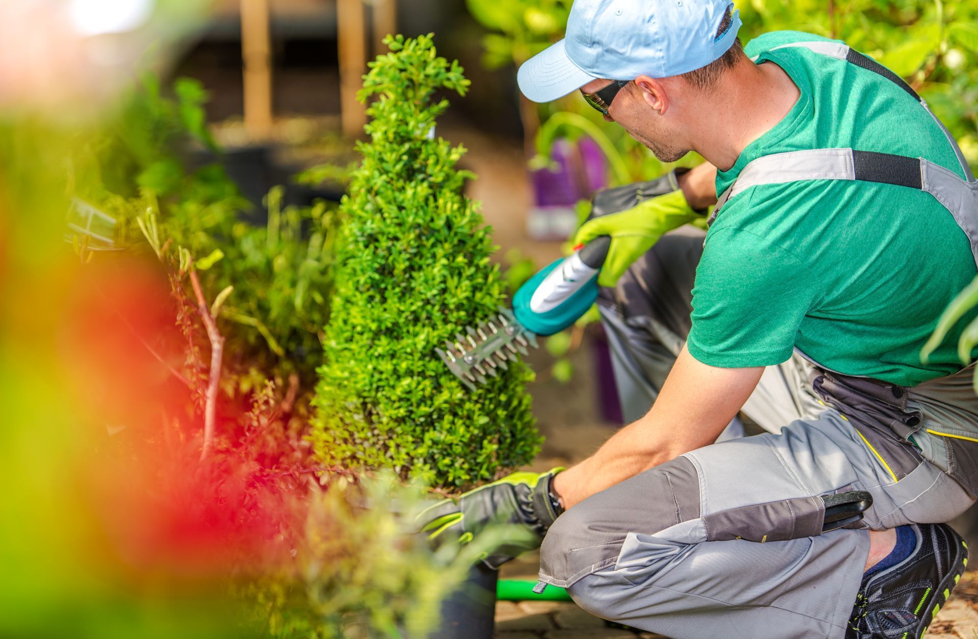 Gardener trimming a small shrub outdoors with a power trimmer, wearing gloves and a blue cap